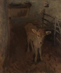 Een Jersey kalf
