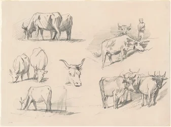 Studies van vee, ca. 1872