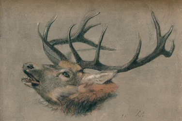 Studie van een Hertenkop, c1901