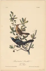 Bootstaart Grackle