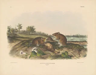 Katoenrat
