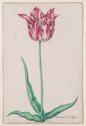 Studie van een Tulp (Gemarmerde van Jasper)