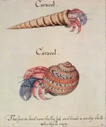 Heremietkreeft