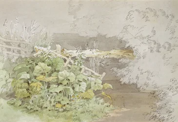 Dokplanten bij een beschaduwde stroom