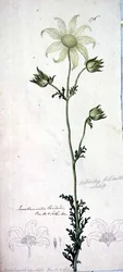 Flanelbloem, actinotus helianthe labill