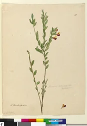 Pagina 113. Bossiaea heterophylla
