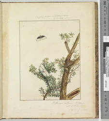 Pagina 11. Plaat 3 Cryptophasa Septosfermi Pultenae Lewin