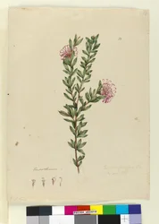 Pagina 13. Grevillea punicea, c.1803-06