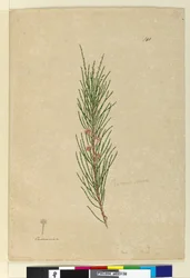 Pagina 141. Casuarina strictaAllocasuarina verticillata