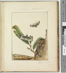 Pagina 15. Plaat 4 Cryptophasa alba, costa Lewin