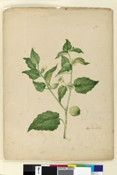 Pagina 172. Physalis edulis