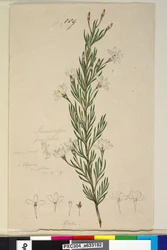 Pagina 189. Ricinocarpus pinifolius