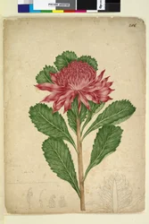 Pagina 206. Telopea speciosissima