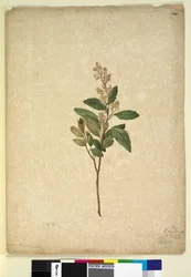 Pagina 240. Pomaderris ligustrina