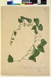 Pagina 270. Stephania hernandiaefolia