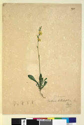 Pagina 271. Goodenia bellidifolia