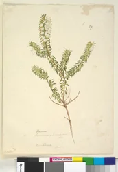 Pagina 29. Lysinema, c.1803-06