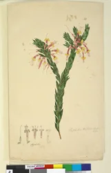 Pagina 33. Styphelia triflora, c.1803-06