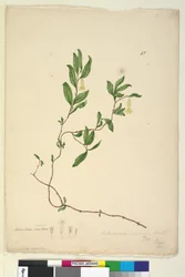 Pagina 43. Billardiera scandens