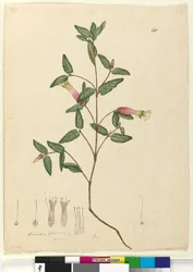 Pagina 68. Correa speciosa