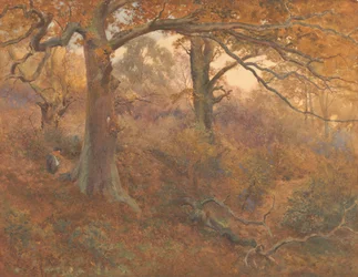 Boslandschap