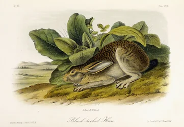 Zwartstaarthaas, ca. 1849-1854