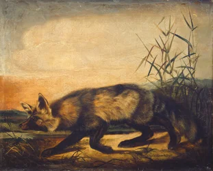 Roodstaartvos