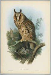 Otus Vulgaris - Ransuil, getekend door J. Wolf, gegraveerd door H. C. Richter