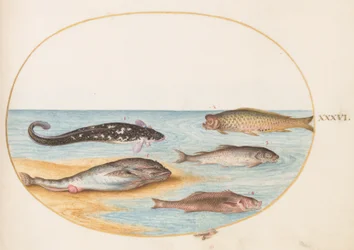 Vis, ca. 1575-80