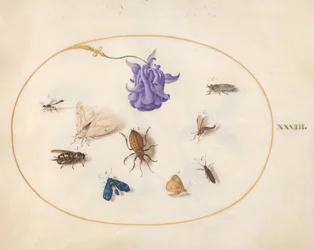 Insecten, ca. 1575-80