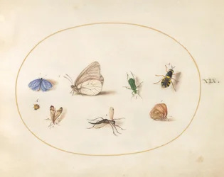 Plaat 19: twee vlinders met vijf andere insecten