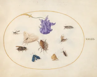 Plaat 33: Mot en Vlinder met andere Insecten en een Akeleibloem