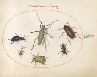 Plaat 43: een goudbloeiende grijze boktor(?), boerenwormkruidkever(?), kakkerlak, bladpootwants en andere insecten
