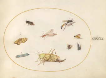 Plaat 49: Een sprinkhaan, een rups, een vlinder, een mot en andere insecten