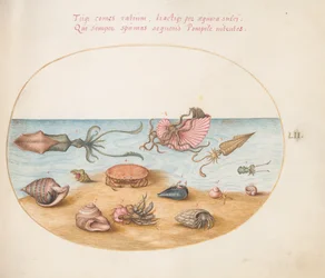 Plaat 52: Een Argonaut, Inktvis, Heremietkreeften, Schelpen en een Krab