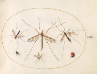 Plaat 57: Een Lieveheersbeestje, een Vlieg en Vier Andere Insecten