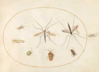 Zeven insecten, waaronder een meidoornwants, langpootmuggen en een zweefvlieg (plaat 59)