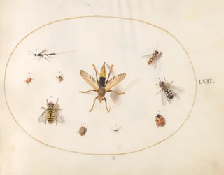 Plaat 62: Tien Insecten