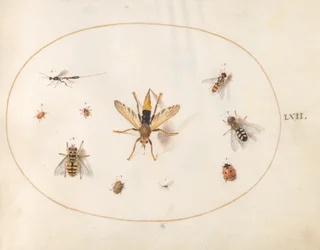 Plaat 62: tien insecten