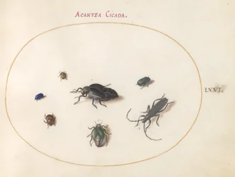 Plaat 66: Twee oliekevers, een boktor en vier andere insecten