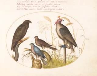 Plaat 6: Vier Roofvogels, Inclusief een Sperwer(?)