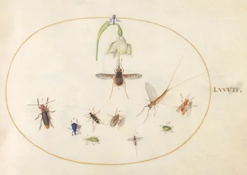 Plaat 77: Kolibrievlinder met een Witte Bloem, Blauwe en Groene Snuitkevers, en Andere Insecten