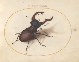 Scarabee, ca. 1575-80