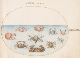 Schaaldier, ca. 1575-80