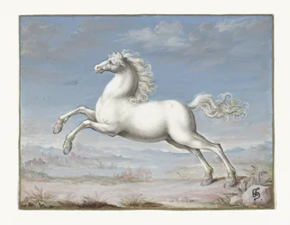 Wit paard