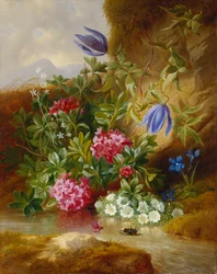 Alpenbloem