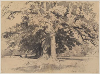 Hoge bomen bij Böding