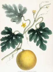 Colocynth, uit "Illustraties van Medische Botanica: Bestaande uit gekleurde figuren van de planten die de belangrijke artikelen van de Materia Medica leveren". J.H. Colen
