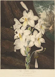 De tempel van Flora, of de tuin van de natuur: Witte lelie met bonte bladeren..., 1800