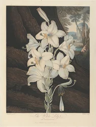 De witte lelie met bonte bladeren, 1800, uit Robert John Thornton, de 